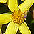 Senecio