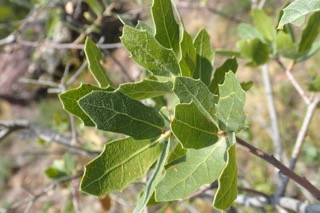 Quercus emoryi