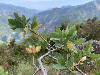 Quercus emoryi