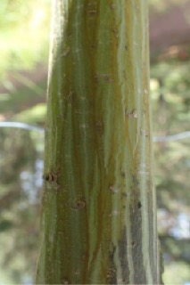 Acer davidii subsp. grosseri