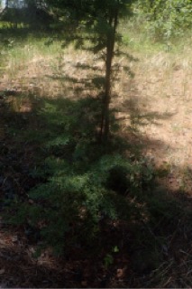Tsuga mertensiana