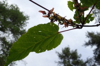 Acer laxiflorum