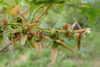 Acer laxiflorum