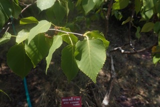 Betula utilis subsp. albosinensis