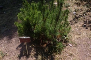 Pinus mughus