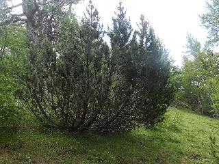 Pinus mughus