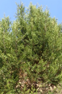 Cupressus dupreziana
