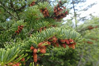 Abies alba