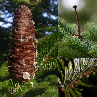 Abies alba