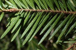Abies alba