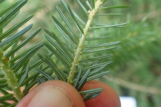Picea omorika