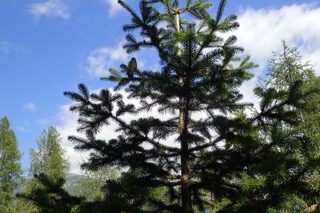 Abies balsamea
