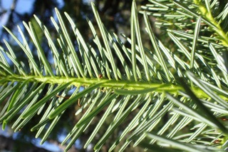 Abies balsamea