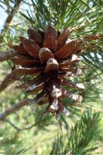 Pinus uncinata