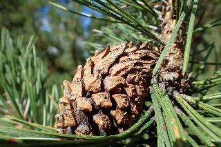 Pinus uncinata
