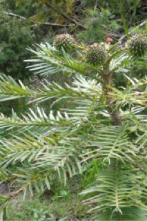Wollemia nobilis