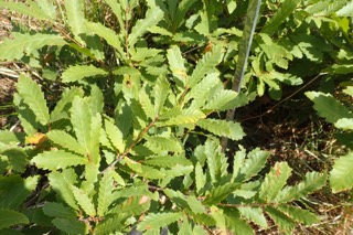 Quercus libani