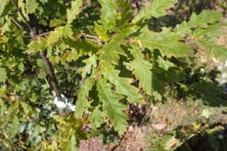 Quercus cerris