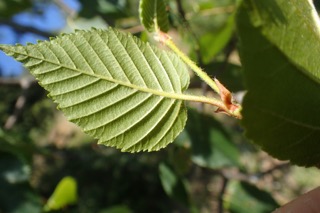Betula ermanii
