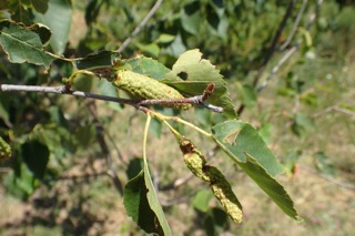 Betula ermanii