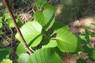 Betula ermanii