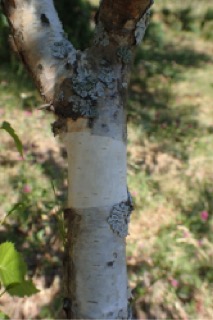 Betula ermanii