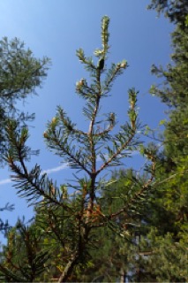 Pinus banksiana