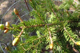 Picea polita