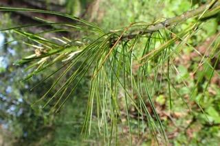 Pinus armandi