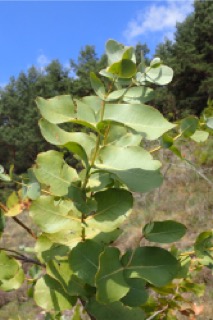 Eucalyptus neglecta