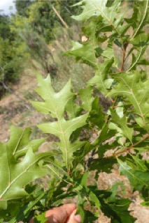 Quercus arizonica