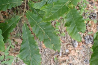 Quercus castaneifolia