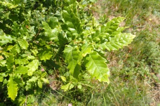 Quercus castaneifolia