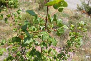 Acer monspessulanum