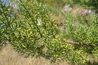 Hesperocyparis sargentii