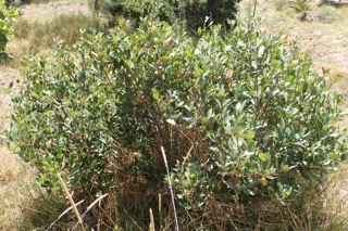Quercus vacciniifolia