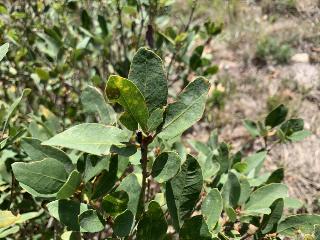 Quercus vacciniifolia
