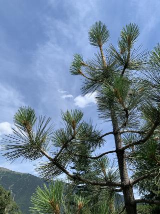 Pinus jeffreyi