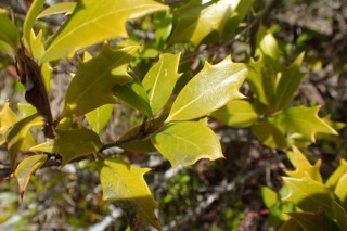 Osmanthus heterophyllus