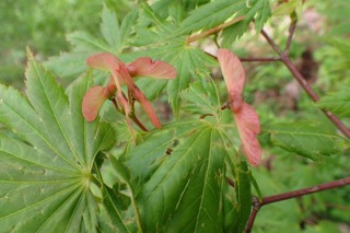 Acer shirasawanum