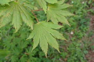 Acer shirasawanum