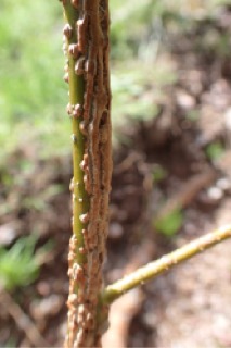 Liquidambar styraciflua