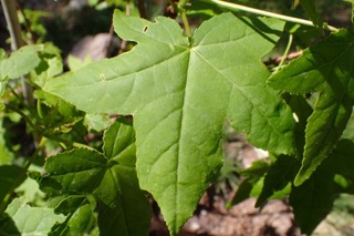 Liquidambar styraciflua