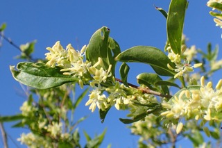 Fontanesia philliraeoides