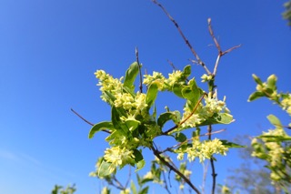 Fontanesia philliraeoides