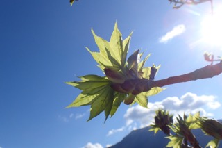 Kalopanax septemlobus