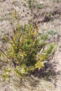 Cephalotaxus harringtonia