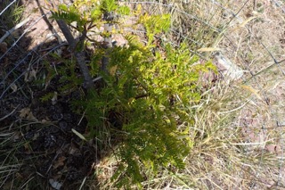 Cephalotaxus harringtonia