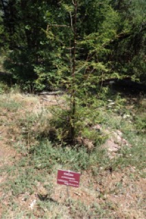 Metasequoia glyptostroboides