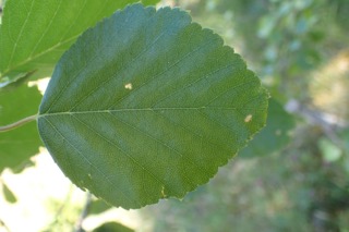 Betula utilis subsp. jacquemontii